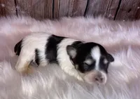 Lilly, a female Miniature Schnauzer for sale in Granbury, TX – Photo 3 of 6