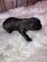 Turbo, a male Miniature Schnauzer for sale in Granbury, TX – Photo 2 of 5