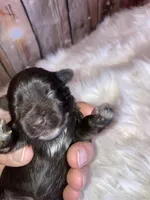 Turbo, a male Miniature Schnauzer for sale in Granbury, TX – Photo 3 of 5