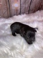 Turbo, a male Miniature Schnauzer for sale in Granbury, TX – Photo 5 of 5