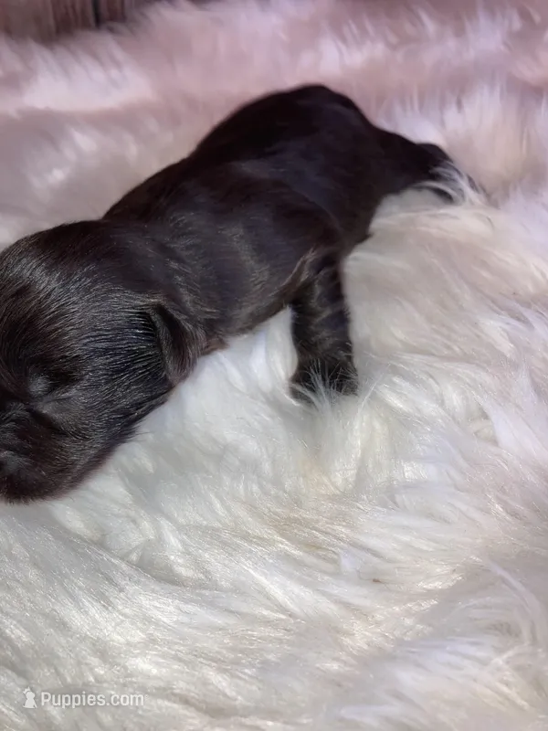 Turbo – Miniature Schnauzer puppy for sale in Granbury, TX