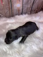 Turbo, a male Miniature Schnauzer for sale in Granbury, TX – Photo 4 of 5