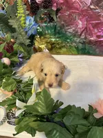 Lucy, a female Miniature Schnauzer for sale in Granbury, TX – 6 of 10