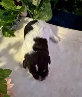 Lilly, a female Miniature Schnauzer for sale in Granbury, TX – 10 of 10
