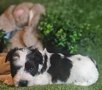 Sport, a male Miniature Schnauzer for sale in Granbury, TX – Photo 4 of 7