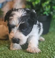 Sport, a male Miniature Schnauzer for sale in Granbury, TX – Photo 2 of 7