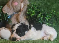 Sport, a male Miniature Schnauzer for sale in Granbury, TX – Photo 6 of 7