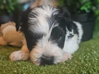 Sport, a male Miniature Schnauzer for sale in Granbury, TX – Photo 3 of 7