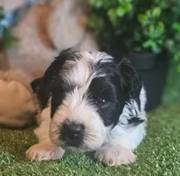 Sport, a male Miniature Schnauzer for sale in Granbury, TX – Photo 5 of 7