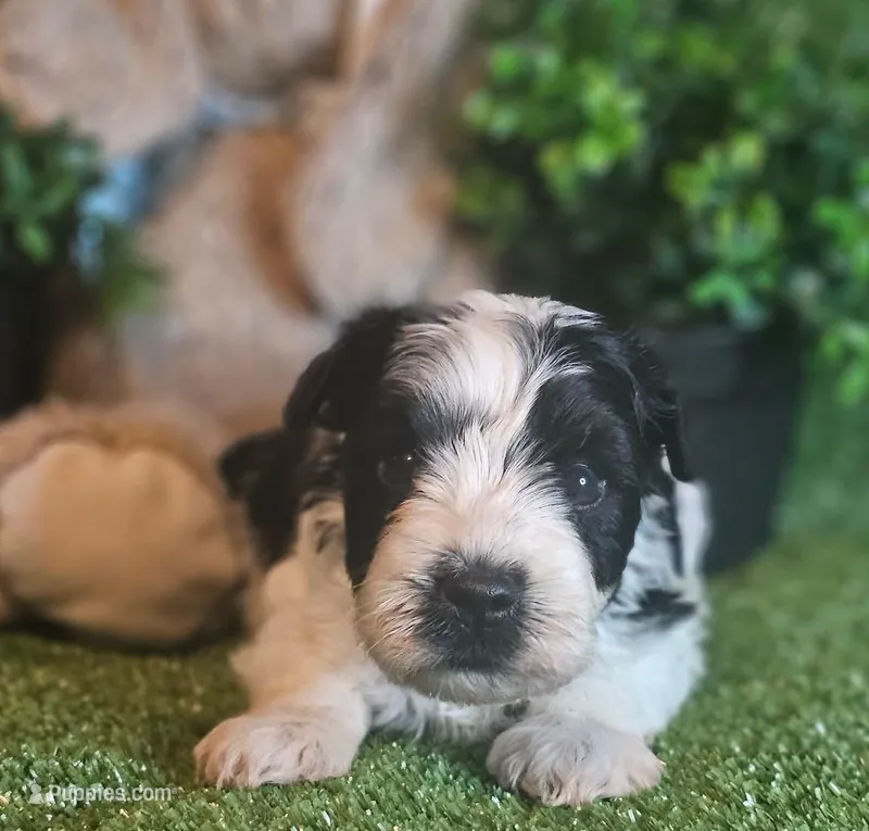 Sport – Miniature Schnauzer puppy for sale in Granbury, TX