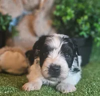 Sport, a male Miniature Schnauzer for sale in Granbury, TX – Photo 1 of 7