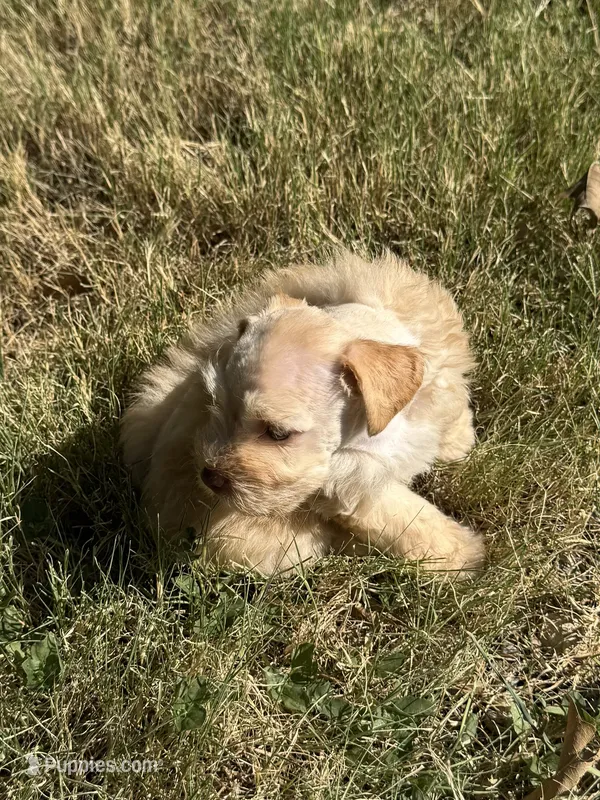 Lucy – Miniature Schnauzer puppy for sale in Granbury, TX