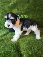 Lion, a male Miniature Schnauzer for sale in Granbury, TX – 6 of 6