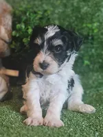 Lion, a male Miniature Schnauzer for sale in Granbury, TX – Photo 3 of 6