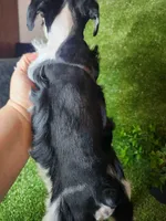 Lion, a male Miniature Schnauzer for sale in Granbury, TX – 5 of 6