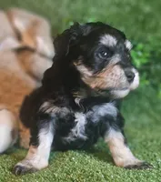 Lion, a male Miniature Schnauzer for sale in Granbury, TX – Photo 6 of 6