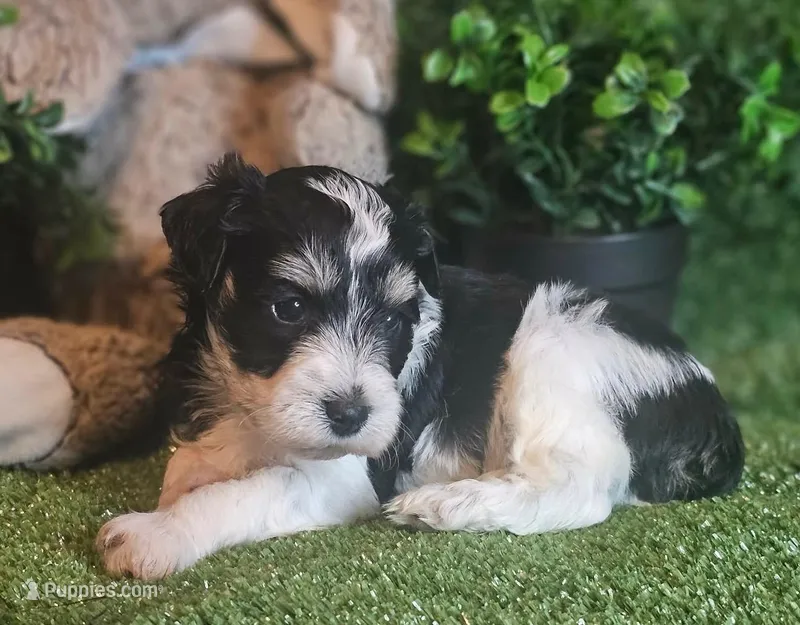 Lion – Miniature Schnauzer puppy for sale in Granbury, TX