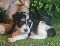 Lion, a male Miniature Schnauzer for sale in Granbury, TX – Photo 1 of 6