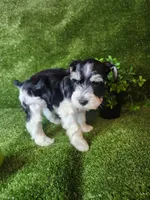 Lion, a male Miniature Schnauzer for sale in Granbury, TX – 4 of 6