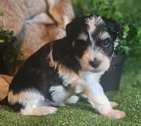 Lion, a male Miniature Schnauzer for sale in Granbury, TX – Photo 4 of 6