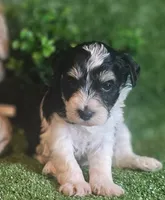 Lion, a male Miniature Schnauzer for sale in Granbury, TX – Photo 2 of 6