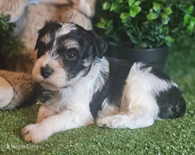 Lion – Miniature Schnauzer puppy for sale in Granbury, TX