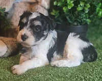 Lion, a male Miniature Schnauzer for sale in Granbury, TX – Photo 5 of 6