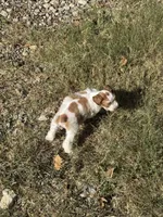 Dottie, a female Miniature Schnauzer for sale in Granbury, TX – 5 of 10