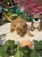 Fin, a male Miniature Schnauzer for sale in Granbury, TX – 6 of 9