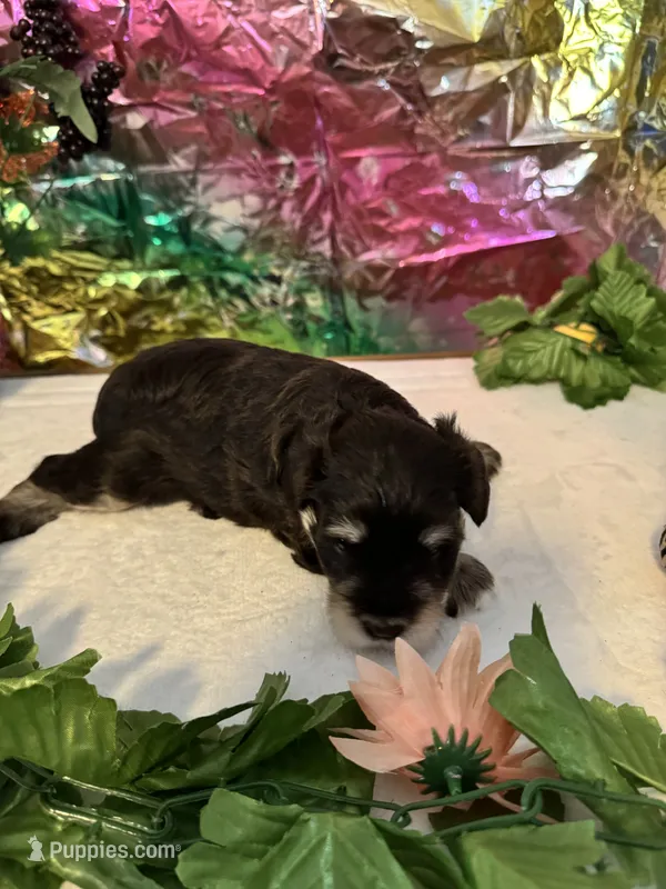 Captain – Miniature Schnauzer puppy for sale in Granbury, TX