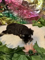 Captain, a male Miniature Schnauzer for sale in Granbury, TX – 1 of 8