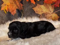 Doger, a male Miniature Schnauzer for sale in Granbury, TX – Photo 9 of 9