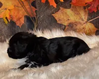 Doger, a male Miniature Schnauzer for sale in Granbury, TX – Photo 1 of 9