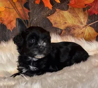 Doger, a male Miniature Schnauzer for sale in Granbury, TX – Photo 6 of 9