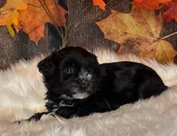 Doger, a male Miniature Schnauzer for sale in Granbury, TX – Photo 8 of 9