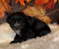 Doger, a male Miniature Schnauzer for sale in Granbury, TX – Photo 4 of 9