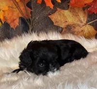 Doger, a male Miniature Schnauzer for sale in Granbury, TX – Photo 7 of 9