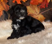 Doger, a male Miniature Schnauzer for sale in Granbury, TX – Photo 5 of 9