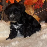 Doger, a male Miniature Schnauzer for sale in Granbury, TX – Photo 3 of 9