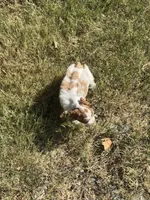 Dottie, a female Miniature Schnauzer for sale in Granbury, TX – 2 of 10