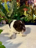 Lilly, a female Miniature Schnauzer for sale in Granbury, TX – 8 of 10