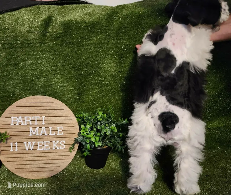 Lion – Miniature Schnauzer puppy for sale in Granbury, TX