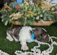 Popper, a male Miniature Schnauzer for sale in Granbury, TX – Photo 4 of 6