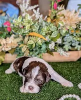 Popper, a male Miniature Schnauzer for sale in Granbury, TX – Photo 5 of 6