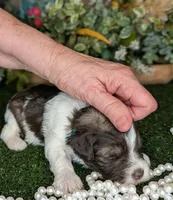 Popper, a male Miniature Schnauzer for sale in Granbury, TX – Photo 3 of 6