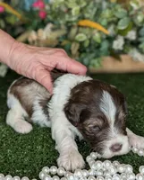 Popper, a male Miniature Schnauzer for sale in Granbury, TX – Photo 2 of 6