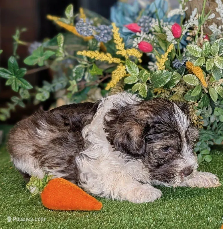 Popper – Miniature Schnauzer puppy for sale in Granbury, TX