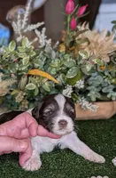 Popper, a male Miniature Schnauzer for sale in Granbury, TX – Photo 1 of 6