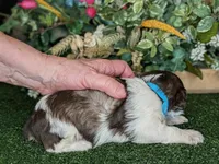 Popper, a male Miniature Schnauzer for sale in Granbury, TX – Photo 6 of 6