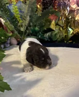 Lilly, a female Miniature Schnauzer for sale in Granbury, TX – 9 of 10